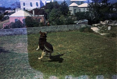 Vintage photo of a German Shepherd mid-jump over a chain-link fence, set in a residential backyard. Mid-20th century suburban...