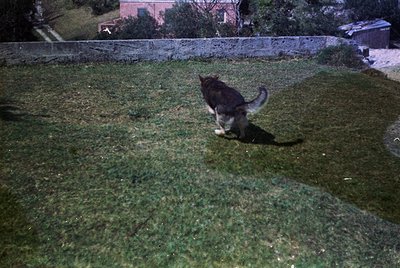 Black-and-white tabby cat mid-stride on overgrown grass, framed by a low stone wall and distant trees. Vintage film grain sug...