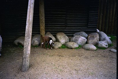 Rustic barn enclosure with large boulders as a makeshift fence, featuring a single sheep grazing near wooden posts. Dark wood...