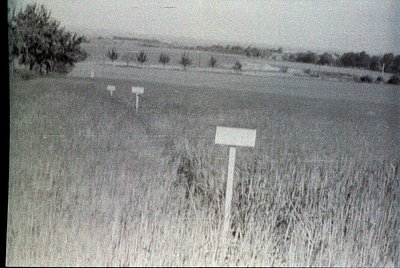 Vintage black-and-white rural landscape featuring three blank wooden signposts in a tall grass field. Distant tree line and o...