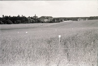 Black-and-white rural landscape featuring tall grass and scattered sheep in an open field. Distant buildings—likely a large e...