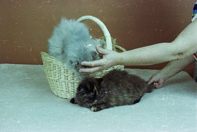 Vintage photo of a person shearing a sheep in a basket, likely a domestic wool-clipping process. The basket holds a light-col...