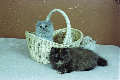 A light-colored long-haired kitten sits atop a woven basket, while a dark-coated kitten lounges below on a white surface. The...