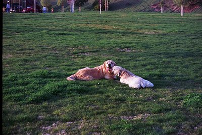 Golden retriever resting on lush green lawn in open park setting. Soft focus suggests mid-20th century film photography.