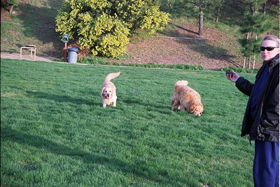 Two golden retriever puppies play on lush green grass in a park setting, with a blurred adult handler in motion-capture attir...