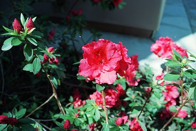 Close-up of vibrant **pink azalea flowers** in full bloom, showcasing deep red-pink petals and glossy green foliage. Soft bok...