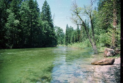 Clear mountain stream bordered by dense coniferous forest, shallow waters reflecting sunlight. Sunlit foliage and fallen logs...