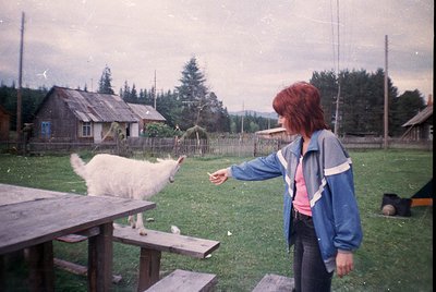 Vintage rural scene featuring a woman in a blue jacket interacting with a white goat in an open grassy area. Wooden picnic ta...