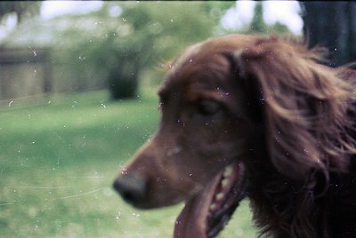 Vintage close-up of a wet, long-haired dog (likely a Labrador Retriever) viewed through a fogged window, with blurred greener...