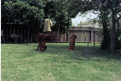 Two brown dogs in a grassy backyard, one standing near a hanging jacket on a clothesline, the other sitting attentively. Fenc...