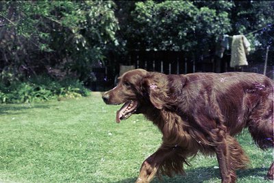 Wet golden retriever mid-sprint through lush green lawn, mouth open, rain droplets visible. Wooden fence and greenery in back...