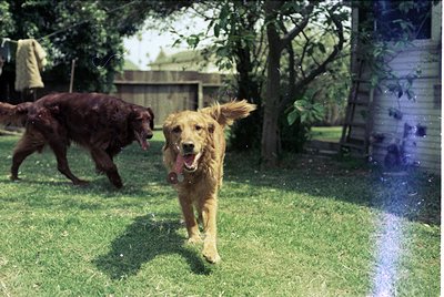 Golden Retriever mid-sprint in backyard, splashing through sprinkler water. Dark-coated dog in background. Wooden fence, gree...