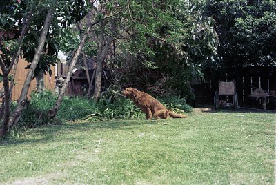 Golden retriever resting on lush green lawn under mature trees, with rustic wooden structures and thatched roof in background...