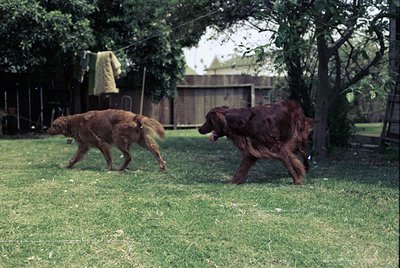 Two large, wet dogs chase each other in a grassy backyard, likely post-bath. Muddy fur and open mouths suggest playful energy...