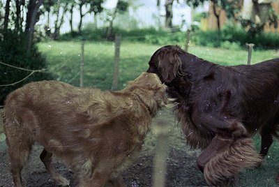 Two wet spaniel dogs engage in playful nuzzling, likely post-bath or swim. The golden retriever-like dog (left) and the dark-...