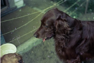 Close-up of a wet, dark-coated dog (likely a Labrador Retriever) licking its chops, captured through a glass barrier. Reflect...