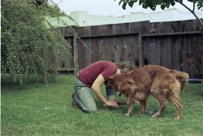Vintage photo of a person playing with a wet brown dog in a backyard using a hose. Mid-20th century suburban setting with woo...