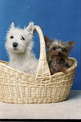 Vintage-style portrait of two small dogs in a woven basket: a white West Highland White Terrier and a brown Yorkie. Solid blu...