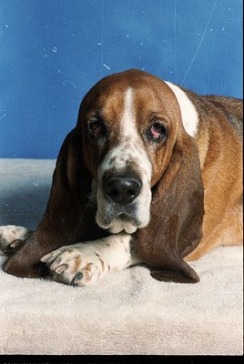 Portrait of a Basset Hound resting on a plush, light-colored surface. The dog’s droopy ears, expressive eyes, and distinctive...