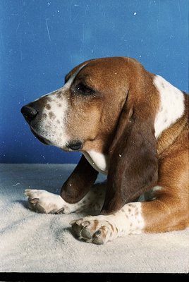 Close-up of a resting **Basset Hound** with distinctive droopy ears, white and brown patches, and a relaxed posture on a ligh...