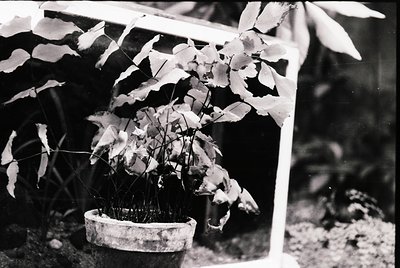 Vintage black-and-white close-up of a potted plant with frost-damaged leaves, likely a deciduous shrub. The pot sits on grave...