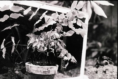 Black-and-white botanical study of a potted plant with elongated, delicate leaves and fibrous roots, framed by a wooden struc...