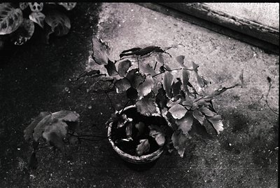 Vintage black-and-white photo of a broken clay pot spilling dried leaves on a rough concrete surface. Texture contrasts betwe...