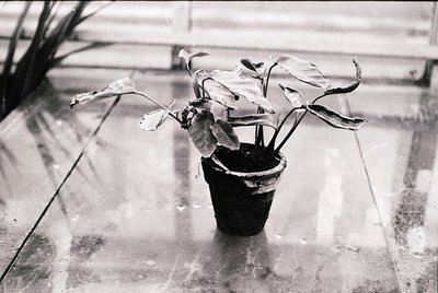 Black-and-white close-up of a potted plant with wilted, elongated leaves in a small, worn terracotta pot on a reflective, wet...