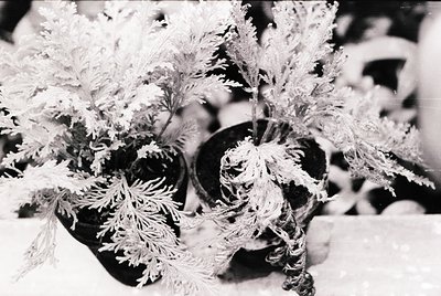 Winter frost covers delicate ornamental plants in black pots, creating intricate crystalline patterns. High-contrast monochro...