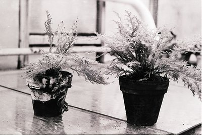 Vintage black-and-white photo of two potted plants with feathery foliage on a reflective surface, likely a countertop or tabl...