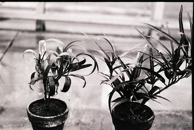 Two potted plants with elongated, spiky leaves in a vintage black-and-white shot. Likely *Dracaena* or *Yucca* species, arran...