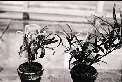 Vintage black-and-white close-up of potted orchids with broad, curved leaves and delicate blooms, placed on a reflective surf...