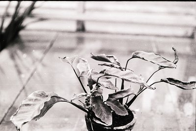 Vintage black-and-white close-up of a potted plant with broad, textured leaves in a minimalist composition. Reflections on a ...