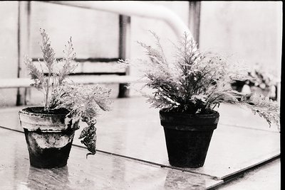 Minimalist black-and-white composition of two potted plants on a reflective surface, likely a gallery or exhibition space. Fo...