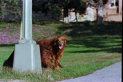 Golden Retriever sitting beside a vintage lamppost in a lush park setting. Soft focus and warm lighting suggest a vintage or ...