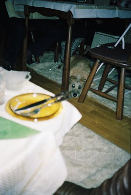 Vintage indoor scene featuring a curious dog peeking under a wooden chair in a dimly lit room. Yellow bowl with a spoon rests...