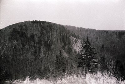 Dense coniferous forest on rocky, forested hillside with sparse winter vegetation in foreground. Black-and-white monochrome s...