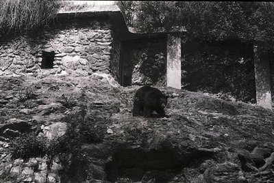 Black-and-white shot of a bear in a rocky, man-made enclosure with stone walls and small windows. The bear stands on uneven t...