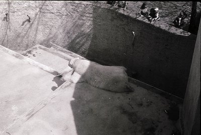 Mid-20th century black-and-white shot of a polar bear in an indoor enclosure, likely a zoo or research facility. Concrete wal...
