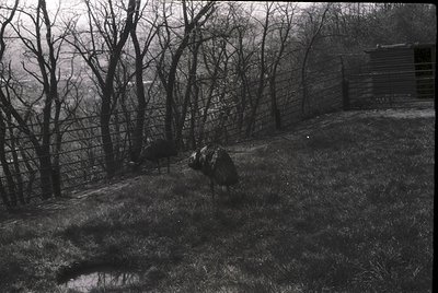 Rural landscape with barren trees and rustic wooden fence. A lone cow grazes near a large rock in a field, with a small woode...