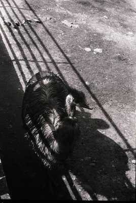 Black-and-white street scene featuring a large, shaggy dog resting on pavement, casting elongated shadow across cracked aspha...