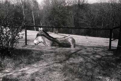 A black-and-white sculpture of a horse lying on its side on a paved surface, surrounded by a rustic wooden fence and leafless...