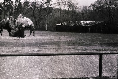 Two Bactrian camels (with double humps) in a fenced enclosure, likely a zoo or exhibition. Snow covers their backs, suggestin...