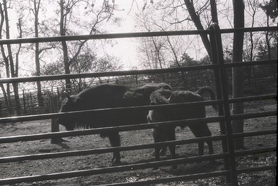 Black-and-white photo of two bison behind rustic metal fencing in an enclosed area, likely a zoo or wildlife park. Dense tree...