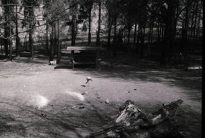 Black-and-white shot of a zoo enclosure featuring a lone pelican standing on sandy ground. Fenced perimeter with a wooden she...