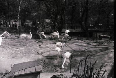 Black-and-white shot of flamingos in a shallow zoo enclosure, likely mid-20th century. Birds wade and rest near a wooden benc...