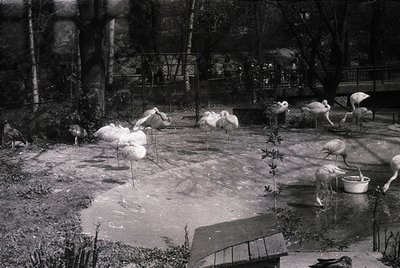 Black-and-white shot of a zoo enclosure with six flamingos in a shallow pool area, likely mid-20th century. Wooden fencing an...