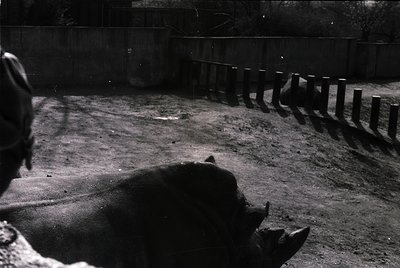 Black-and-white shot of a horse’s rear end and hind legs in a confined, fenced enclosure, likely a stable or corral. Concrete...