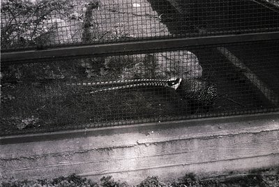 Black-and-white shot of a large, elongated fish—likely a sturgeon—resting in a mesh enclosure atop a concrete surface, possib...