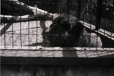 Black-and-white shot of a lion resting behind metal bars, likely in a mid-20th century zoo enclosure. The lion’s relaxed post...